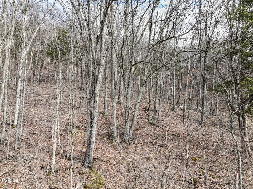 Photo #8: Tract 13 Rheatown Road