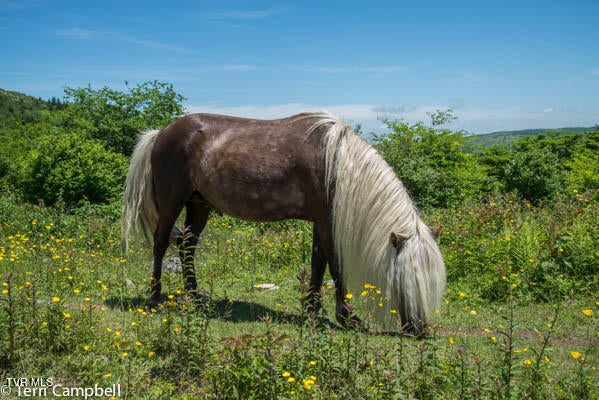 Photo #38: 112 Douglas Drive