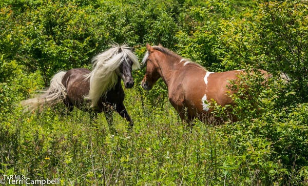 Photo #39: 112 Douglas Drive