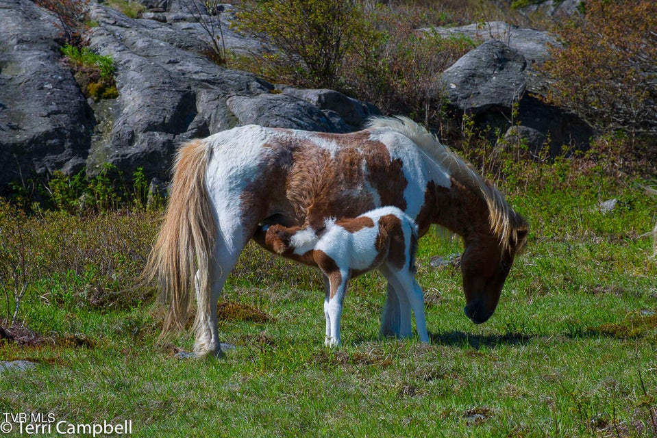 Photo #41: 112 Douglas Drive