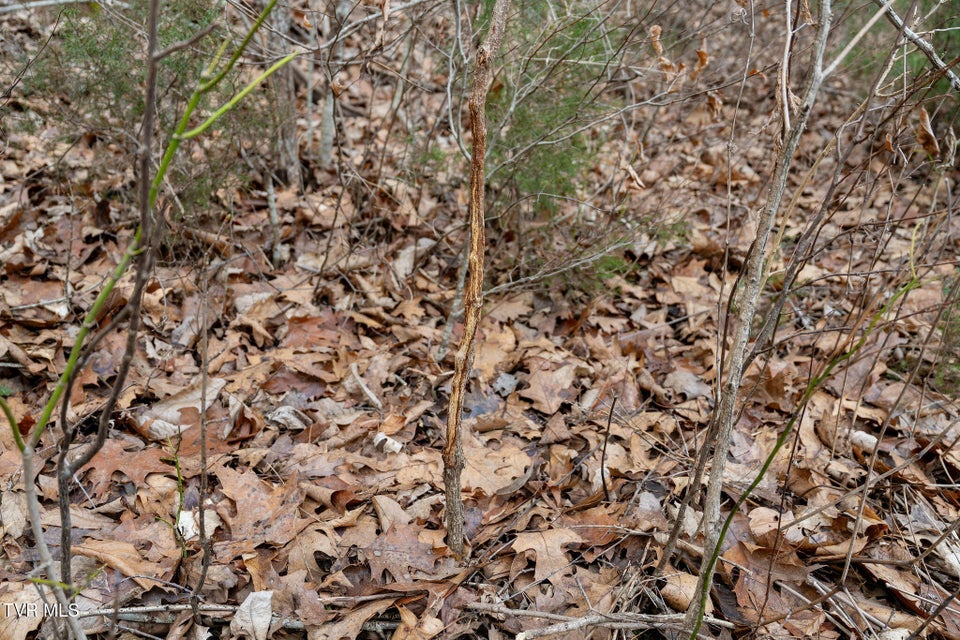 Photo #54: Tbd Piney Flats Road