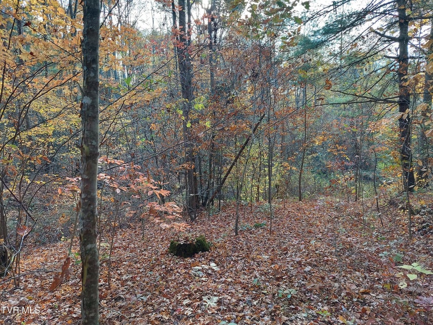 Photo #5: Lot 19 Sugar Maple Way