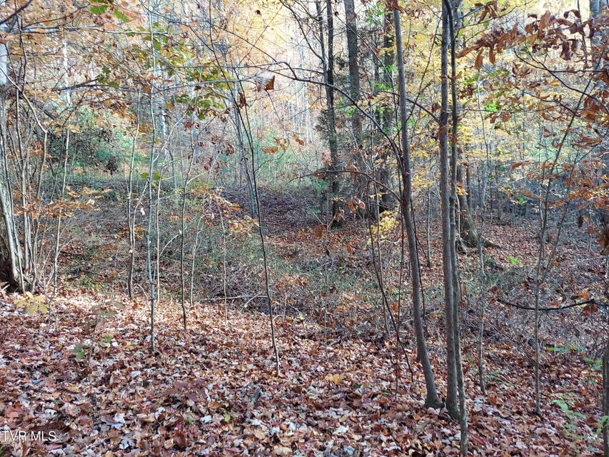 Photo #14: Lot 19 Sugar Maple Way