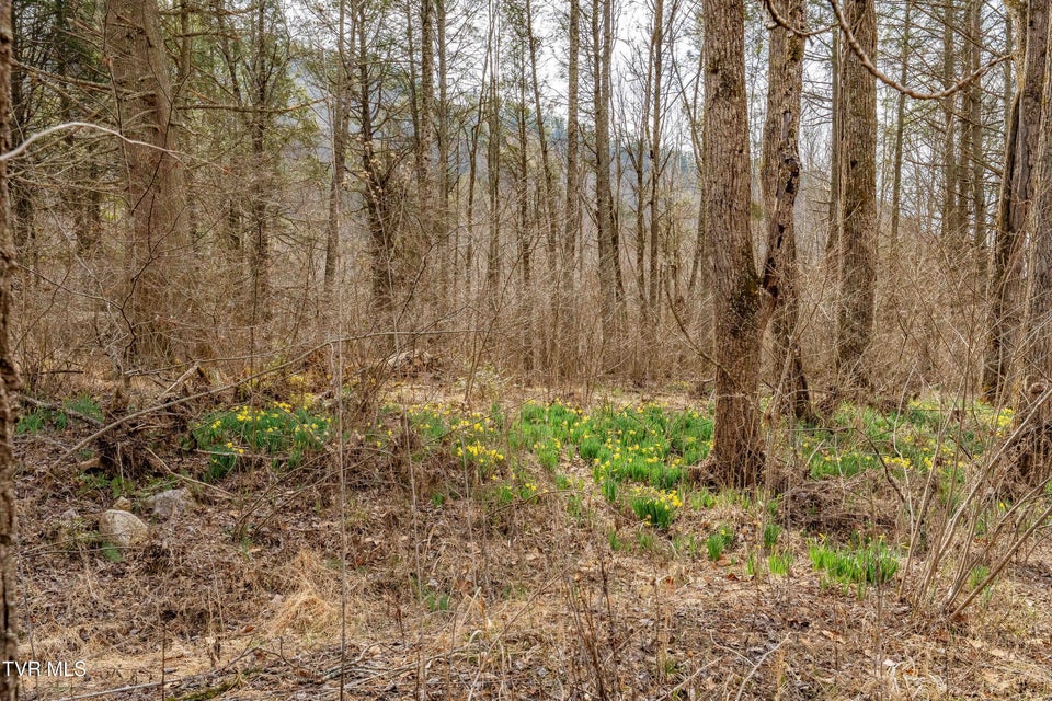 Photo #52: 9613 Roan Creek Road