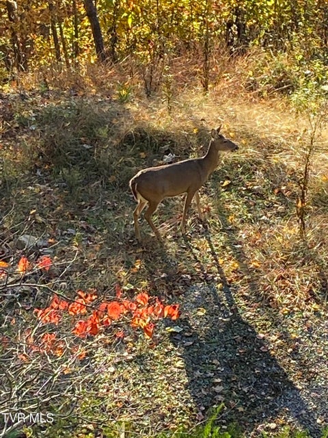 Photo #81: 107 Deer Run Drive