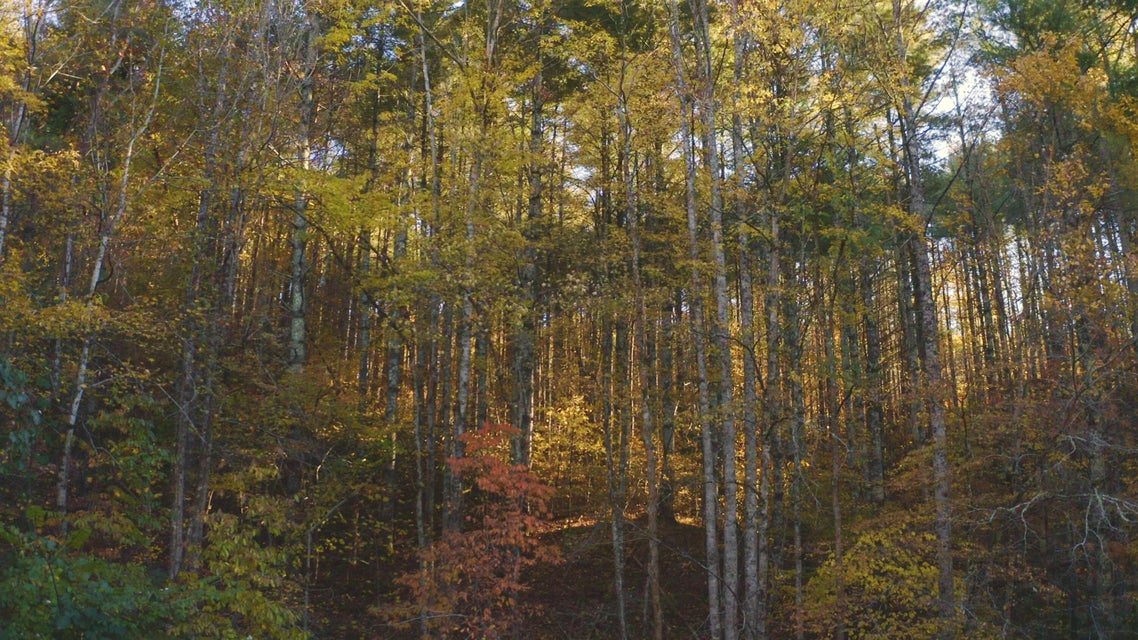 Photo #13: 410 Seay Hollow Road