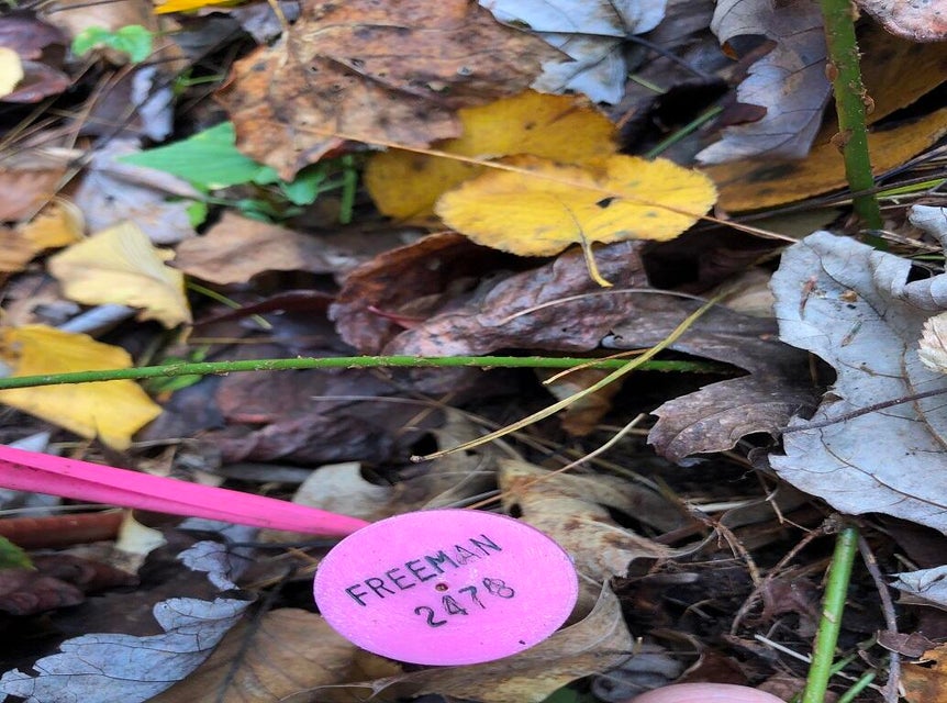 Photo #33: 410 Seay Hollow Road