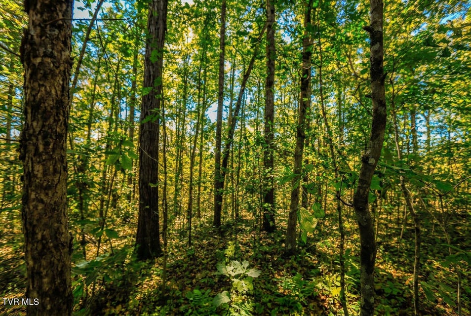 Photo #17: 1413 Timber Trail 