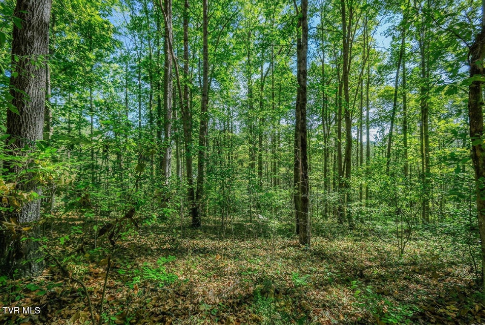 Photo #18: 1413 Timber Trail 