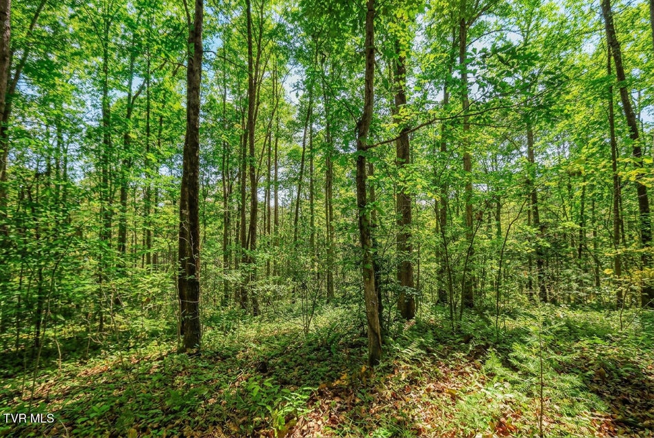 Photo #19: 1413 Timber Trail 