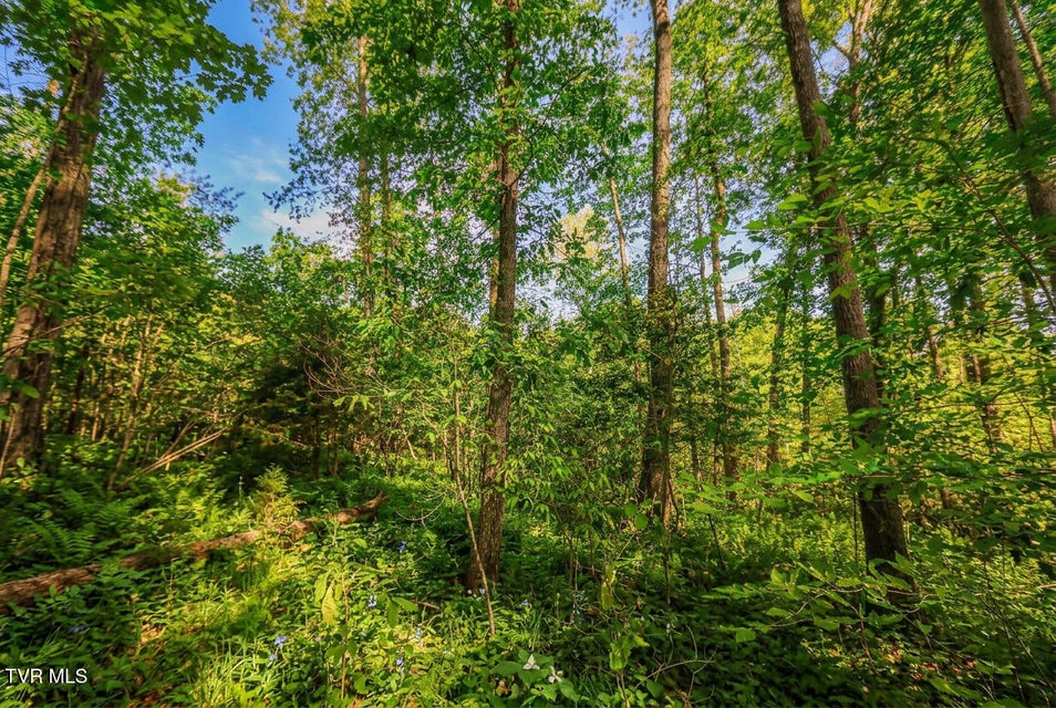 Photo #20: 1413 Timber Trail 