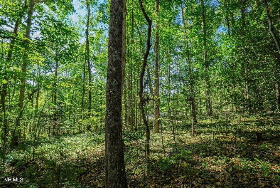 Photo #21: 1413 Timber Trail 