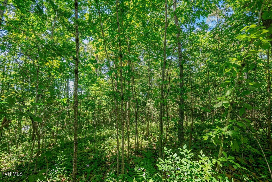 Photo #22: 1413 Timber Trail 