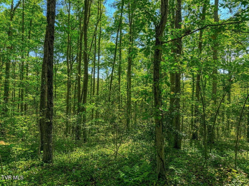 Photo #23: 1413 Timber Trail 