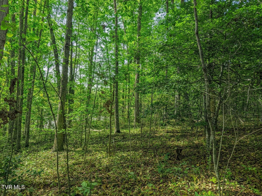 Photo #24: 1413 Timber Trail 