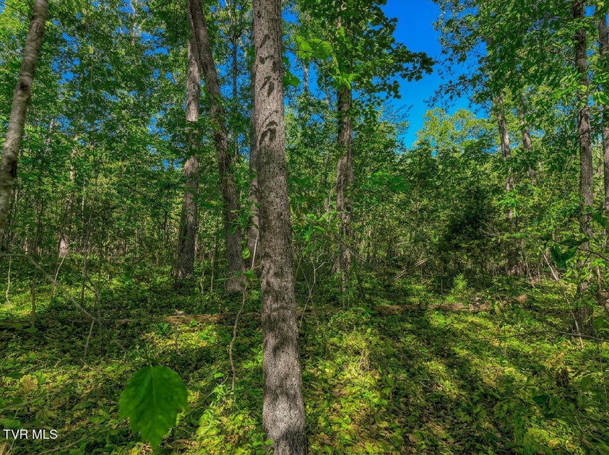 Photo #26: 1413 Timber Trail 