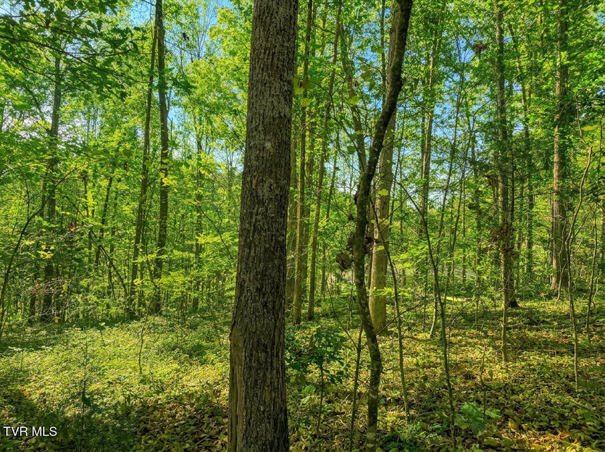 Photo #27: 1413 Timber Trail 