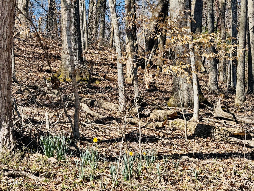 Photo #66: 2 Rovan Court