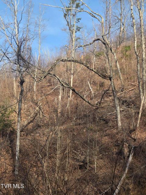 Photo #11: T.B.D Tiger Creek Road