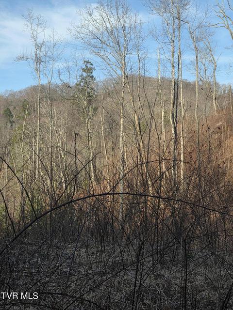 Photo #13: T.B.D Tiger Creek Road