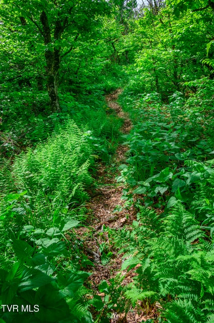 Photo #44: C613 Buffalo Nvno 