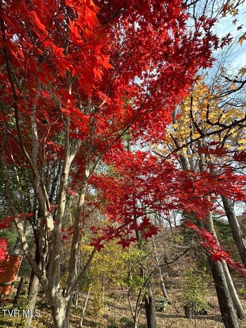 Photo #74: 121 Beverly Avenue