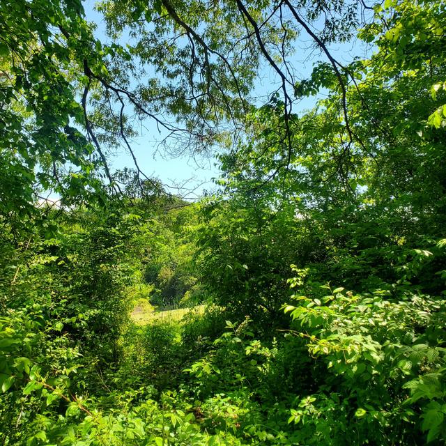 Photo #14: Lot 110 Tumbleweed Trail