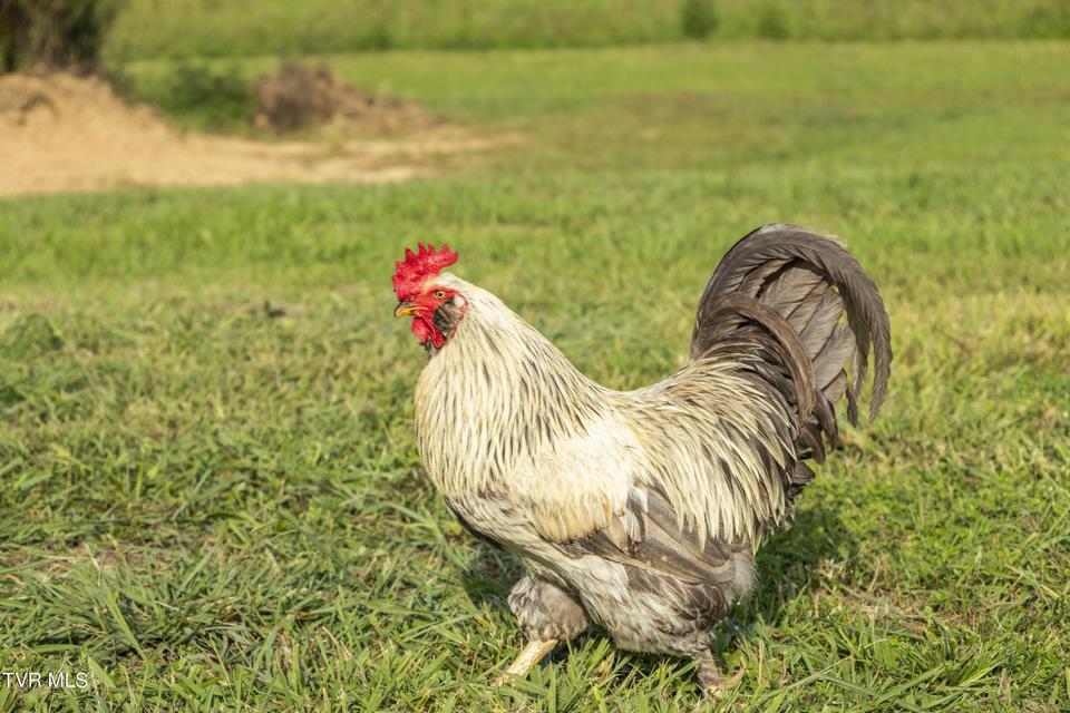 Photo #77: 131 Brown Drive