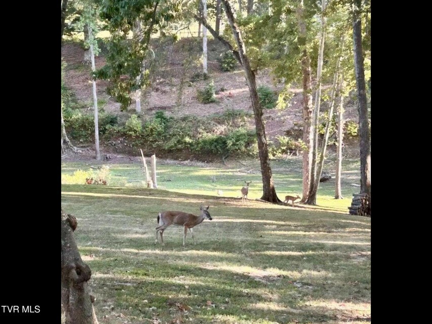 Photo #31: 630 Ancient Oaks Court