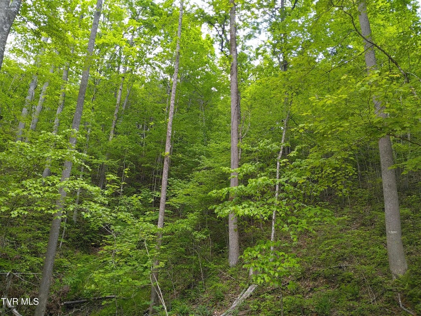Photo #5: 371 Pressmens Home Road