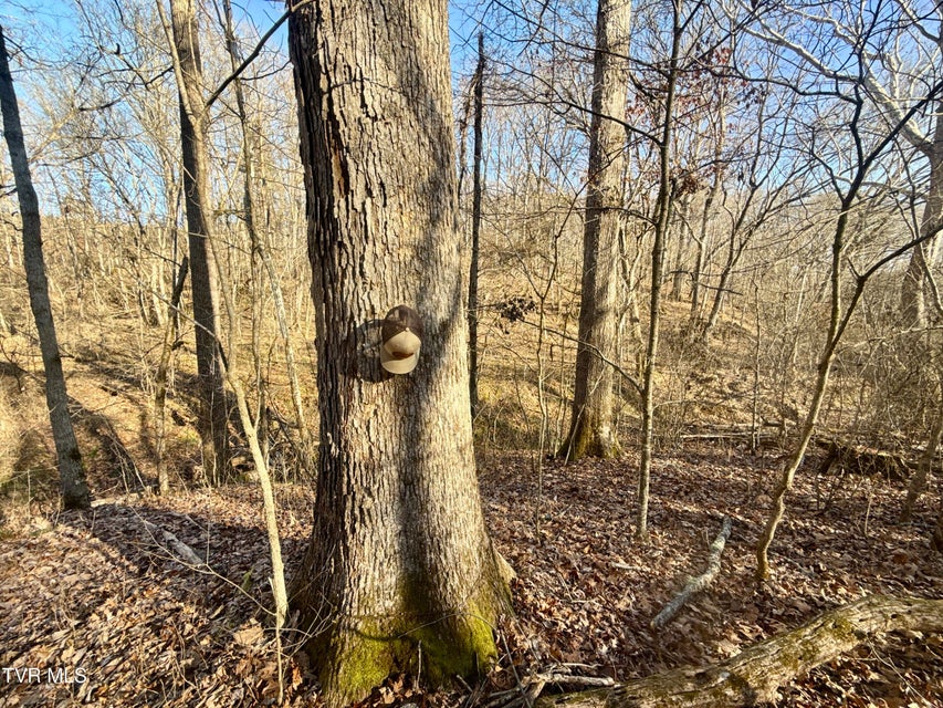 Photo #68: 6181 Poplar Springs Road