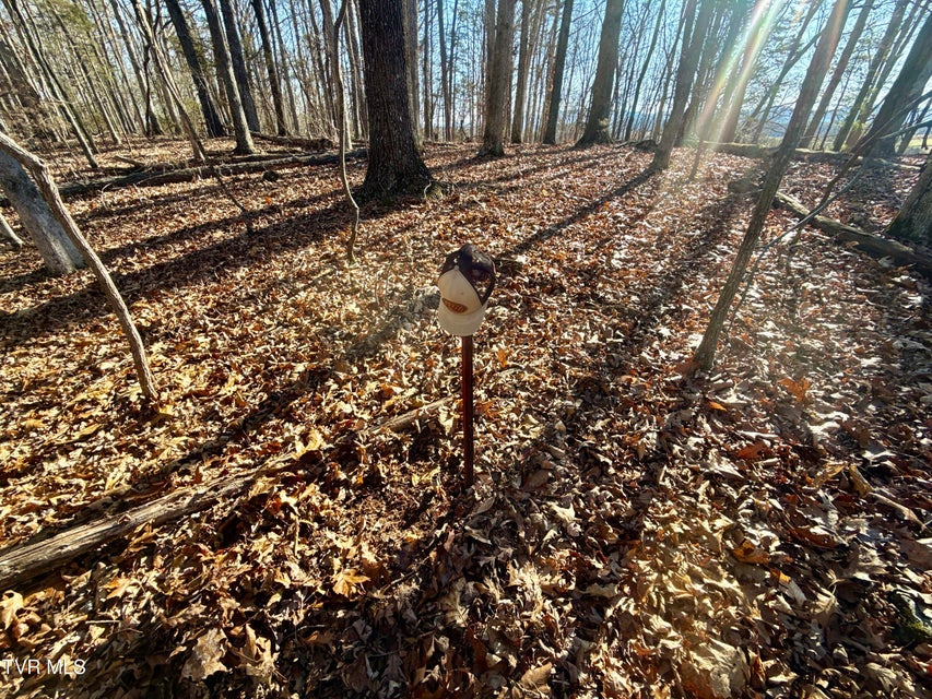 Photo #76: 6181 Poplar Springs Road