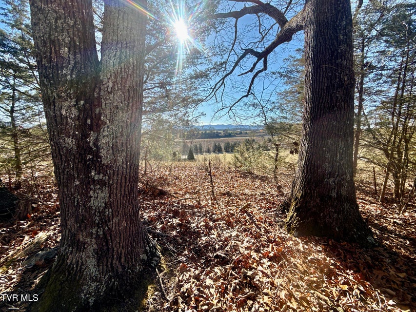 Photo #79: 6181 Poplar Springs Road