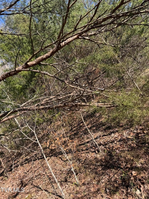 Photo #7: Tbd Shanks Gap Road