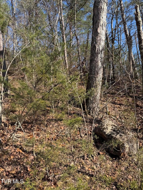 Photo #8: Tbd Shanks Gap Road