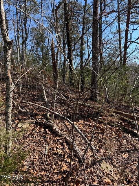 Photo #9: Tbd Shanks Gap Road