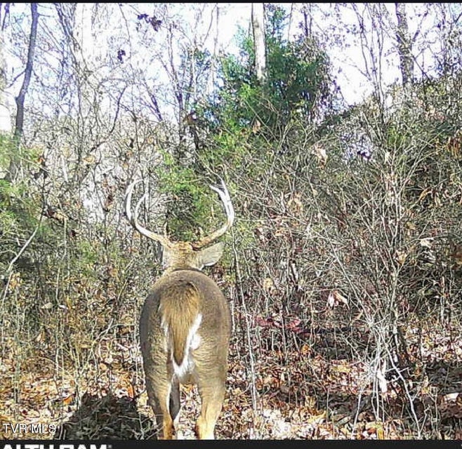 Photo #63: 411 Saint James Road