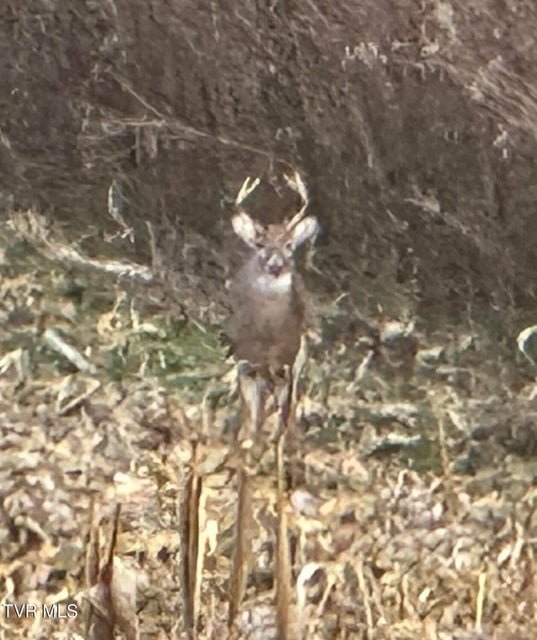 Photo #66: 411 Saint James Road