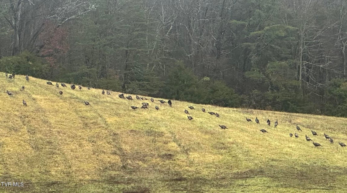 Photo #67: 411 Saint James Road