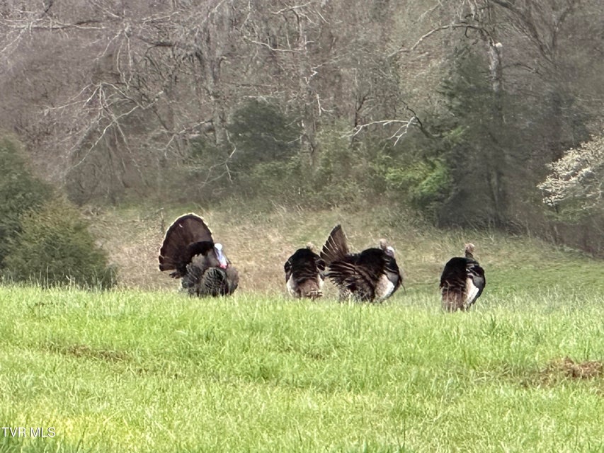 Photo #69: 411 Saint James Road