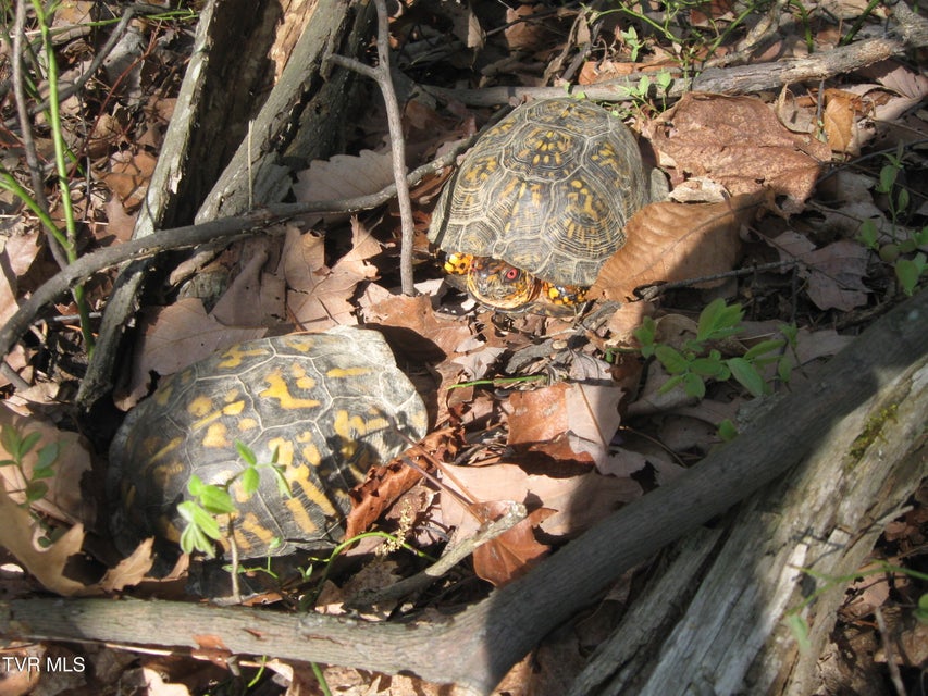 Photo #37: 1795 Bear Hollow Road