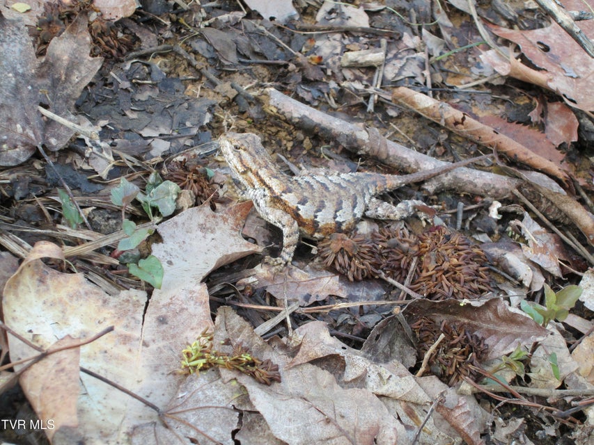 Photo #38: 1795 Bear Hollow Road