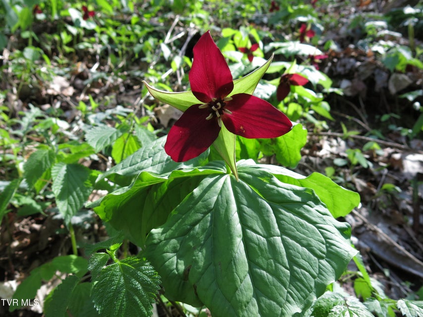 Photo #41: 1795 Bear Hollow Road