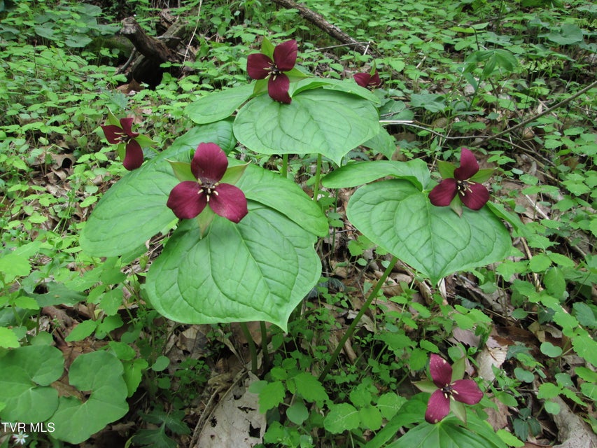 Photo #42: 1795 Bear Hollow Road