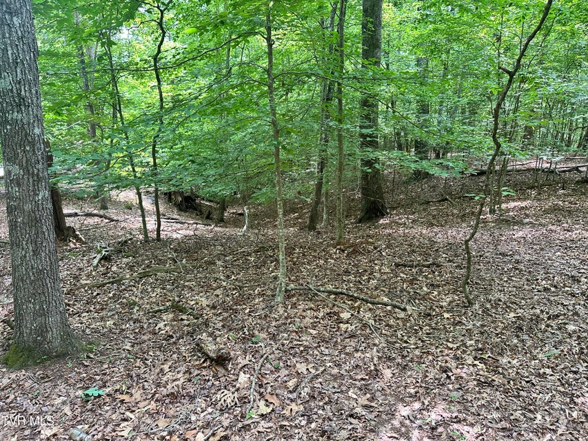 Photo #5: 8 Woods Ridge Road