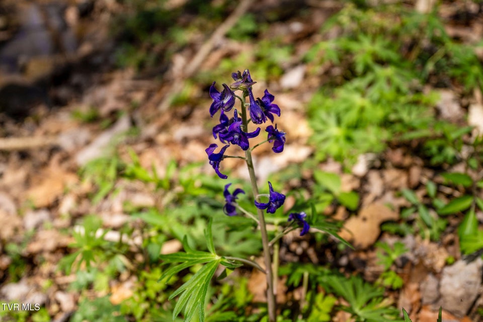 Photo #26: Tbd Light Hollow Road