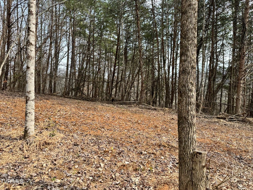 Photo #28: 702 Speedwell Road