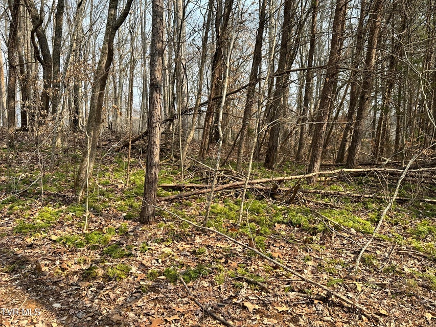 Photo #30: 702 Speedwell Road