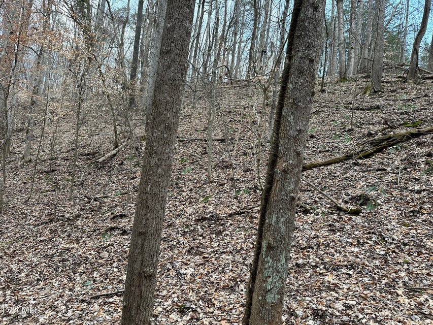 Photo #35: 702 Speedwell Road