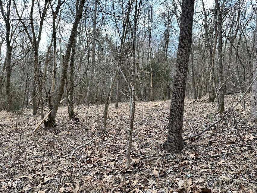 Photo #41: 702 Speedwell Road